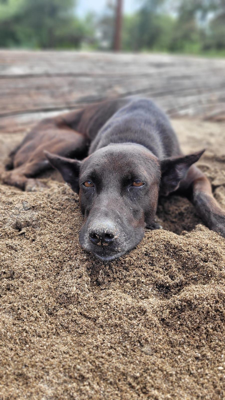 A black dog resting its head in the sand