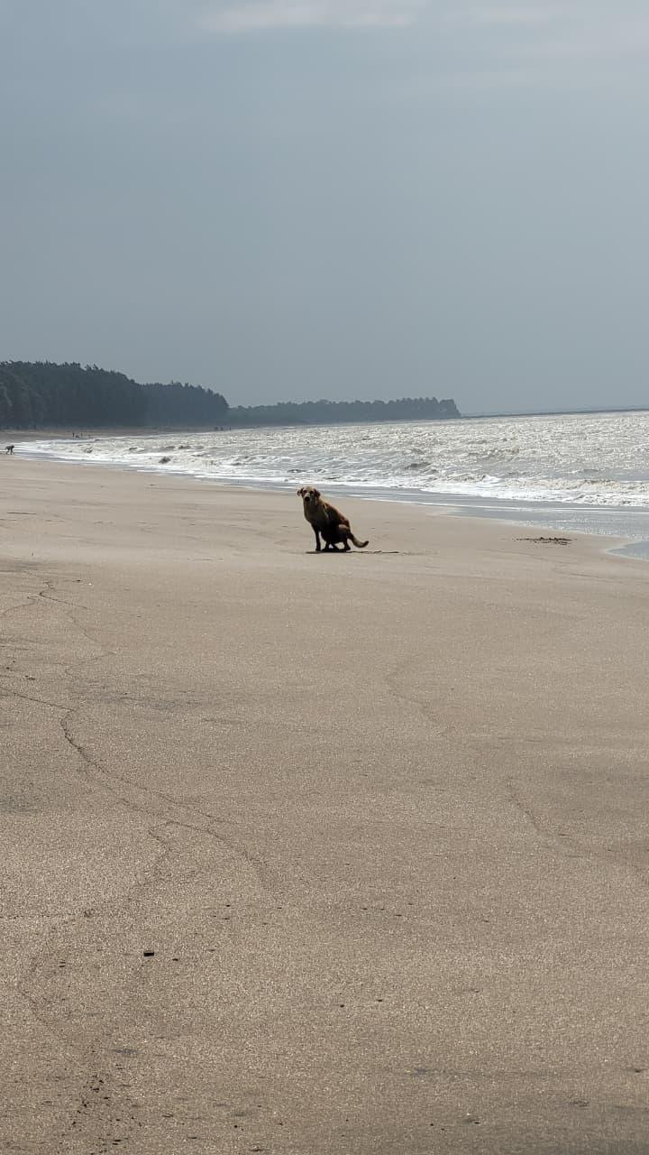 A dog sitting alone on a wide, grey beach