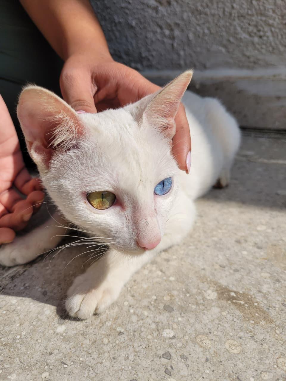 A white cat with one amber eye and one blue eye, being petted