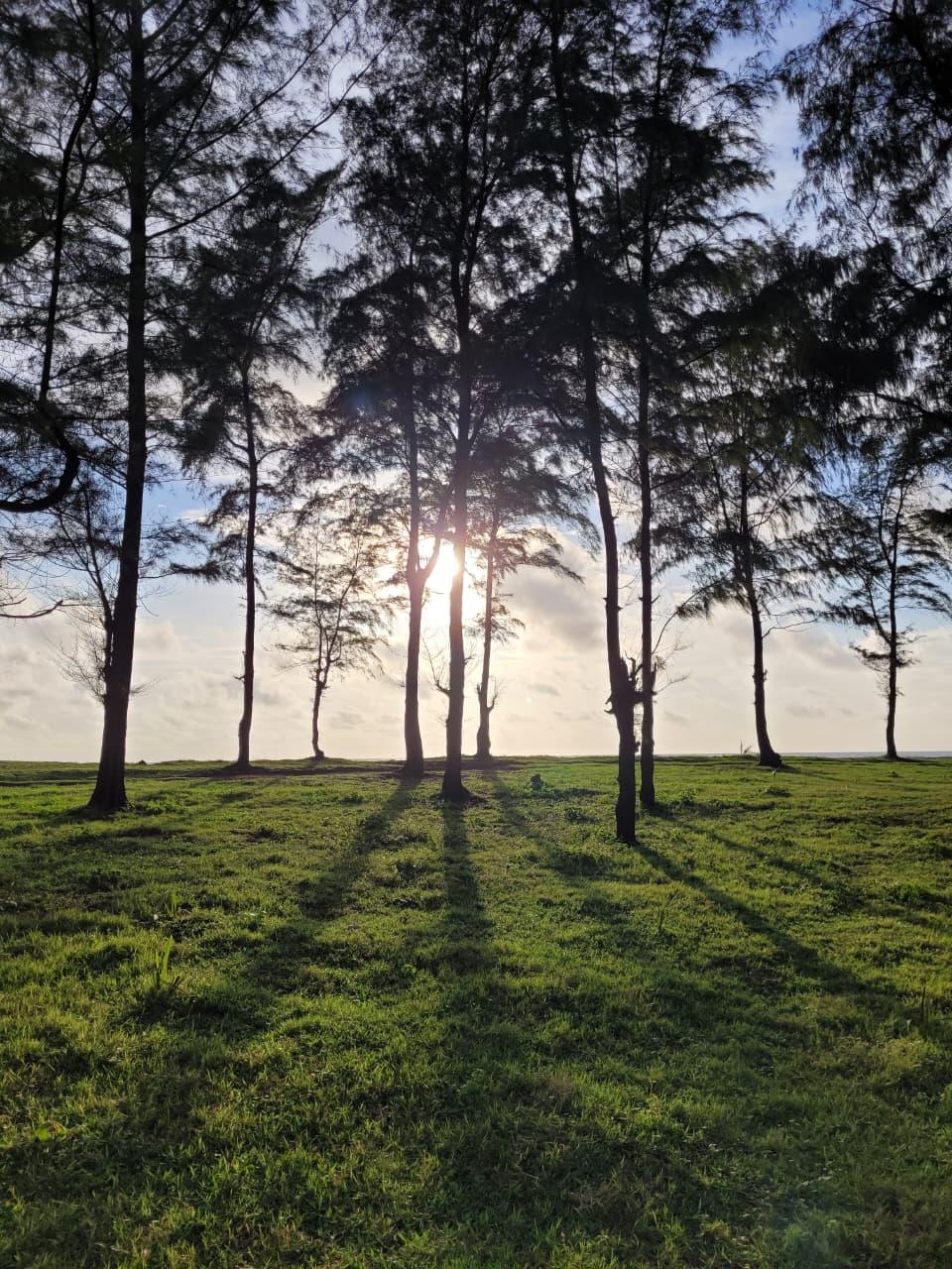 Sun breaking through a row of tall trees, their long shadows across the grass